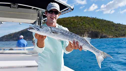 barracuda caught for shark bait