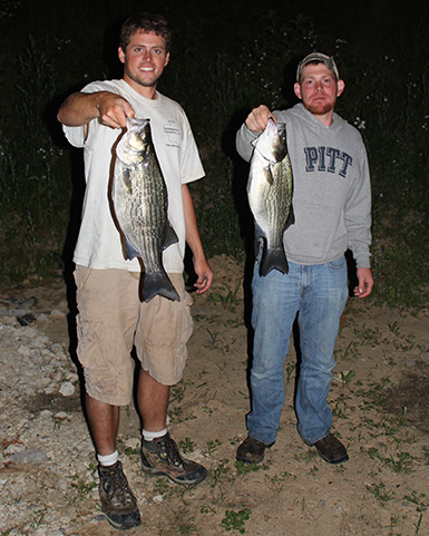big hybird stripped bass caught on alewife are night in late spring