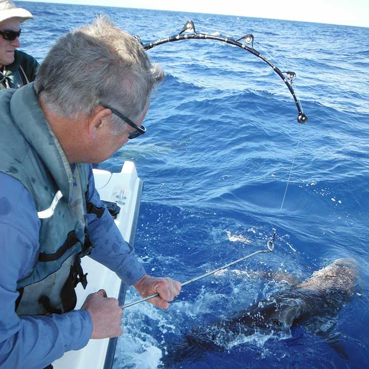 catching a huge shark with the best shark bait