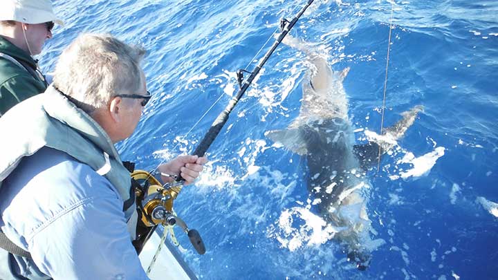 large dusky shark caught on a steel cable shark rig