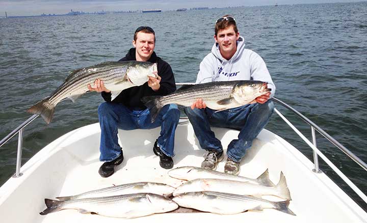 limit of striped bass caught on the best striped bass lures