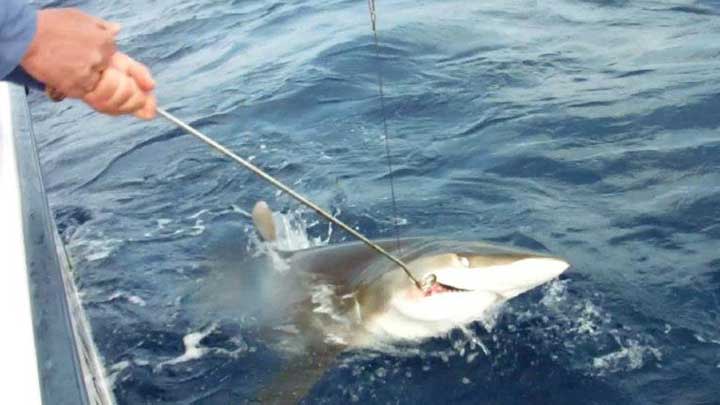 removing the hook in a shark with a acr dehooker