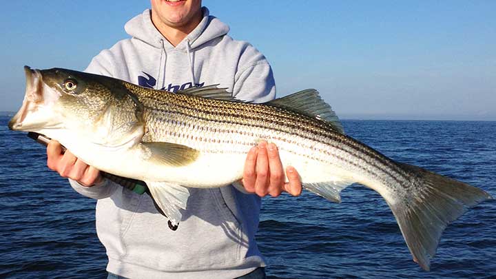 rock fish caught in the bay while trolling