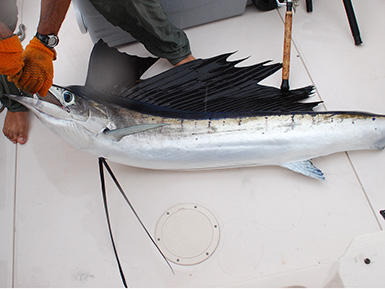 Sailfish caught in Flordia (Atlantic Ocean)