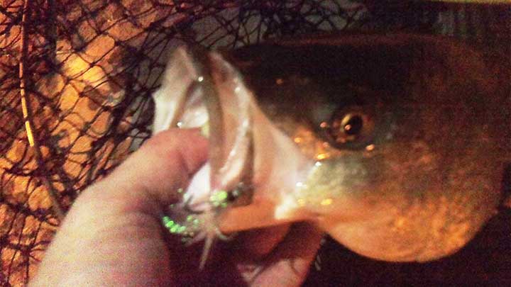 striped bass caught at night with a fly bait