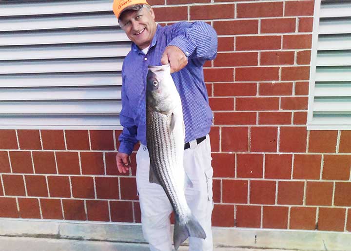 striped bass caught from pier with an live eel bait