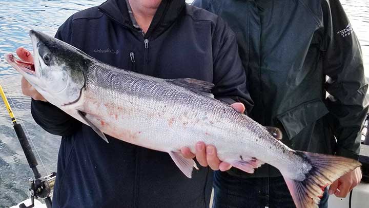 chum salmon or dog salmon bright chrome