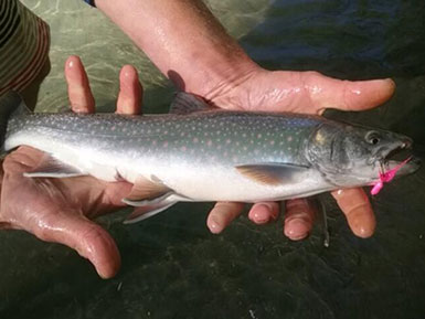 Dolly varden trout caught on pink spinner