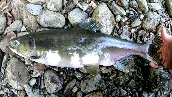 female pink salmon durig spawn