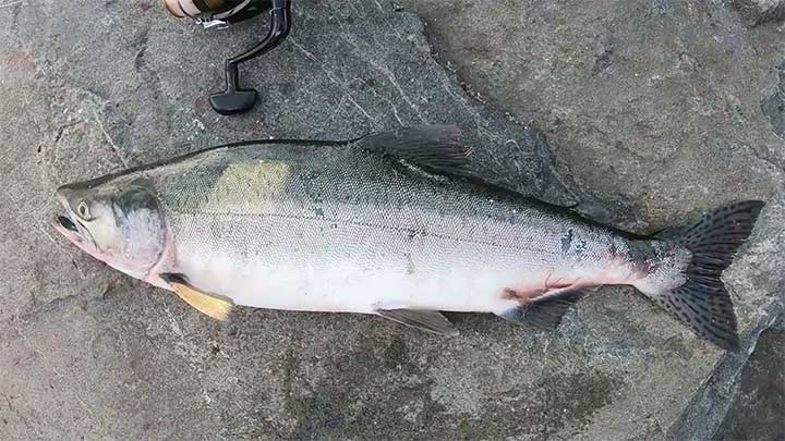 female pink salmon or female humpy salmon