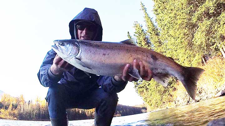 female silver salmon or female coho salmon