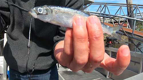 how to hook herring for salmon fishing