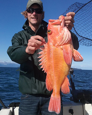 Huge yelloweye rockfish caught in alaska