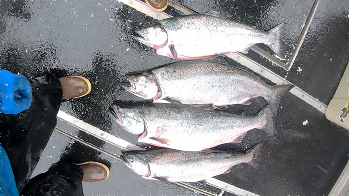 king salmon or chinook salmon black gums dots on both sides of the tail