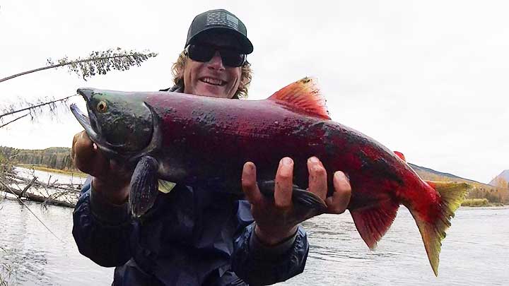 red salmon or sockeye salmon green head with red body