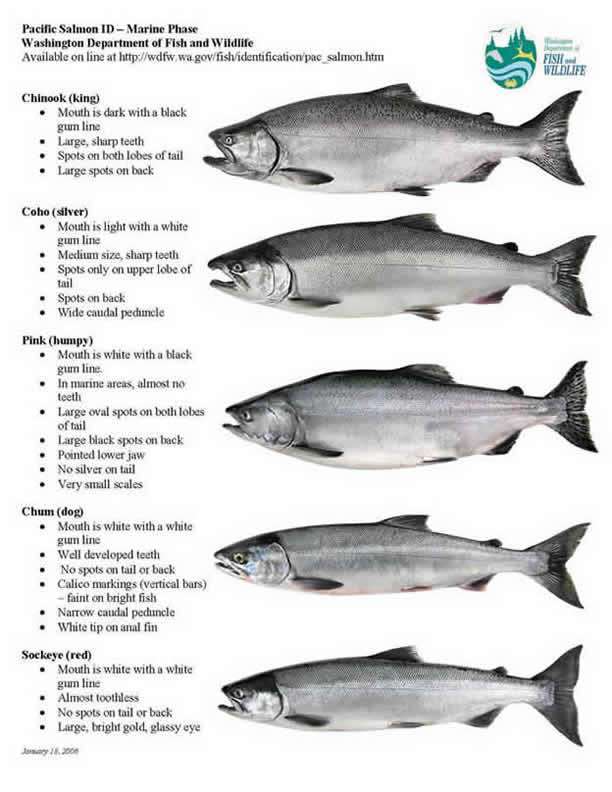 salmon identification chart king coho silver pink dog chum sockeye red