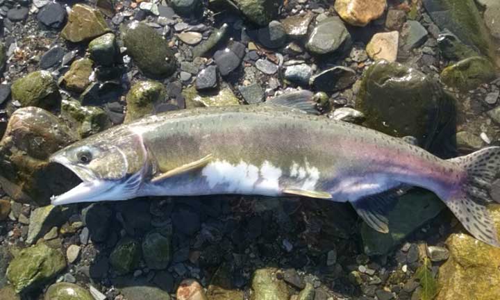 small female pink salmon