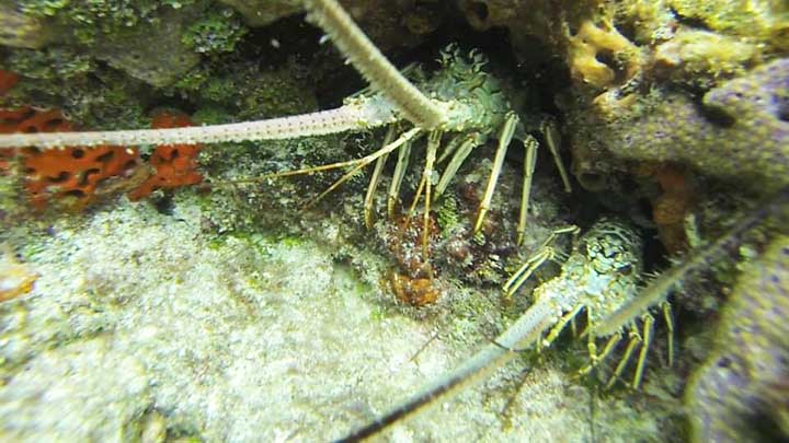 big lobster and baby lobster on reef in the florida keys