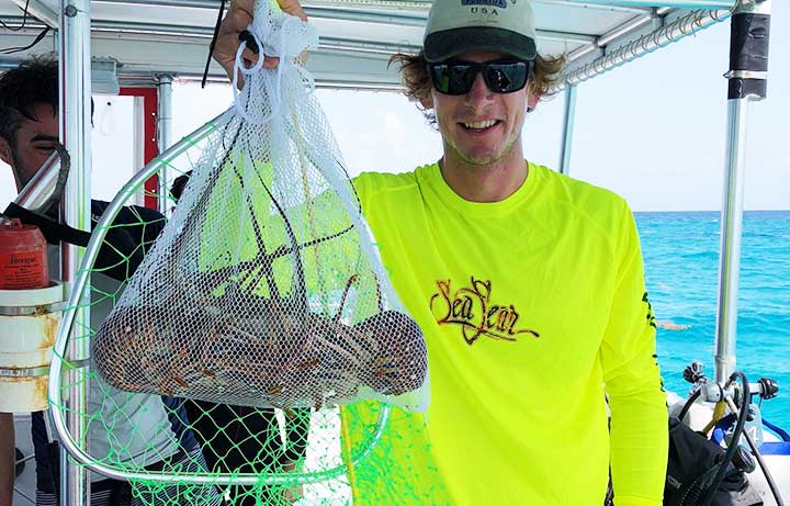 how to catch spiny lobster