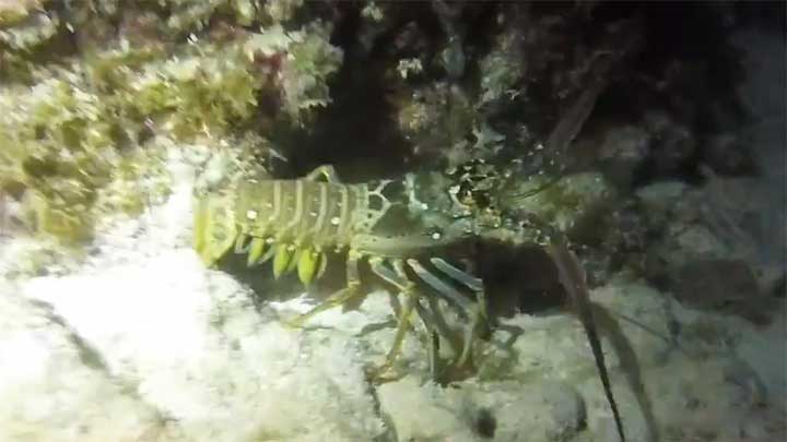 lobster found while scuba diving at night