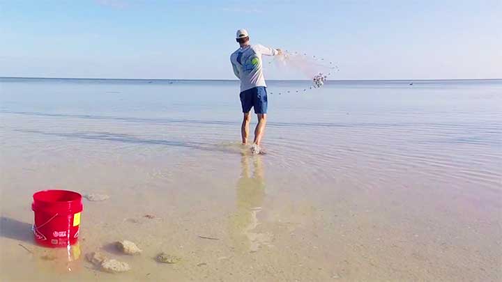 how to catch tarpon bait mullet and live bait