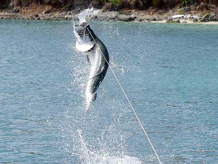 huge tarpon jumping out of the water with tarpon bait