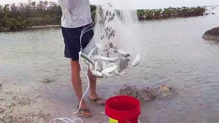 live mullet for tarpon bait