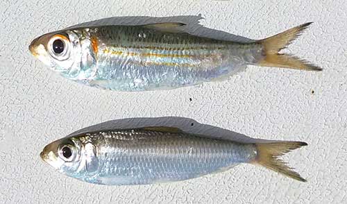 live tarpon bait pilchards herring and sardines