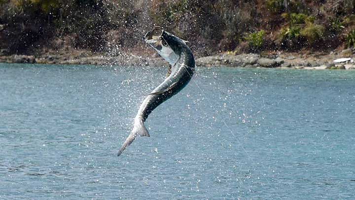 tarpon jumping while fishing with tarpon bait