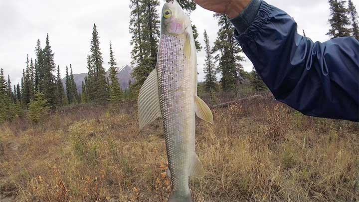 arctic grayling caught in alaska