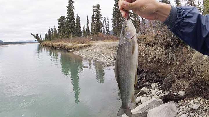 arctic grayling caught on a spinner while fishing in a river