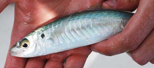 best sailfish live bait cigar minnows