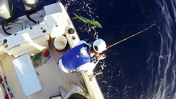 captain cody fishing for mahi mahi