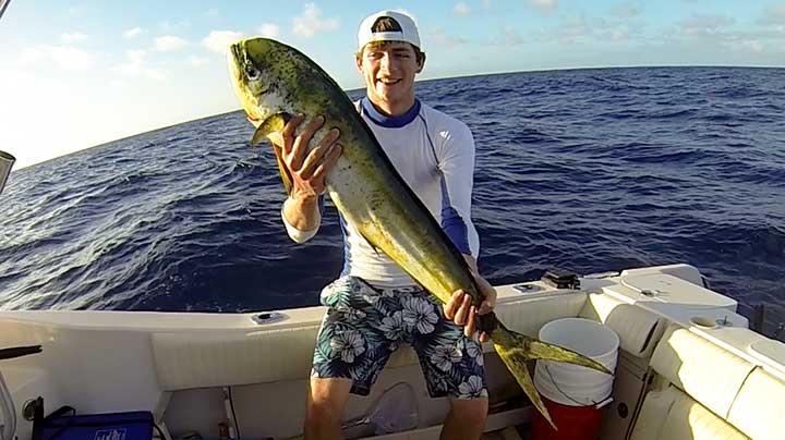 cody catches a cow dolphin on the weightier mahi mahi lure