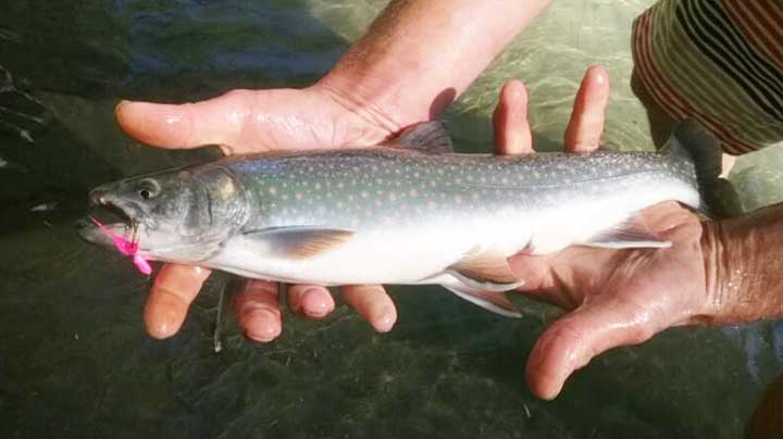 dolly varden trout caught on pink spinner