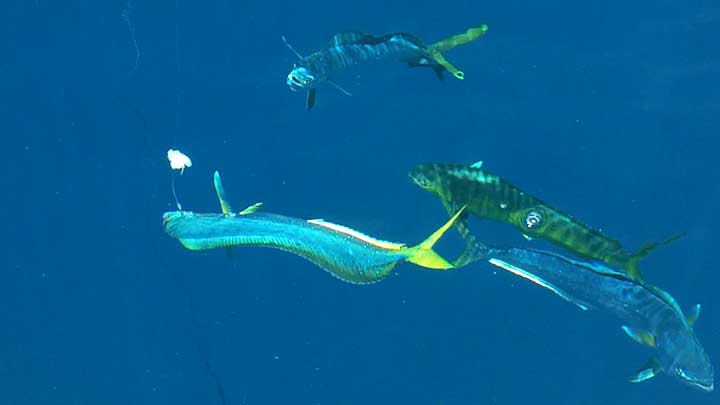 fishing with bait for mahi mahi in florida