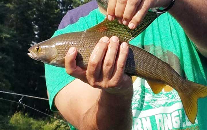 how to catch arctic grayling