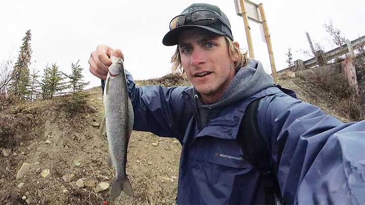 large grayling trout caught near denali highway