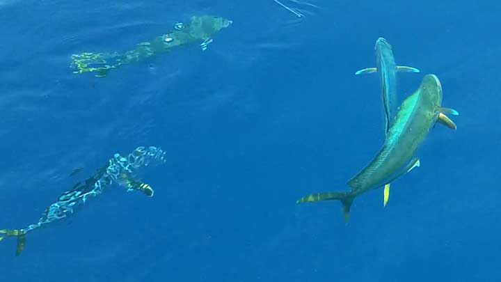 school of mahi found while fishing offshore