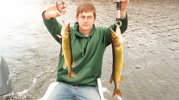 two large pickerel fish caught