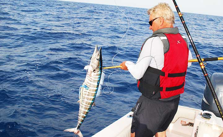 wahoo caught with a blue and white lure while trolling