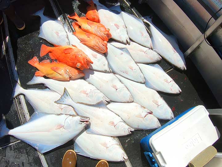 5 huge rockfish caught in alaska