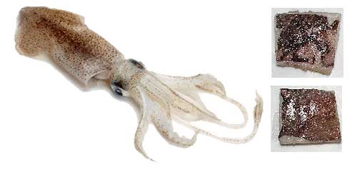 best tripletail fish bait squid