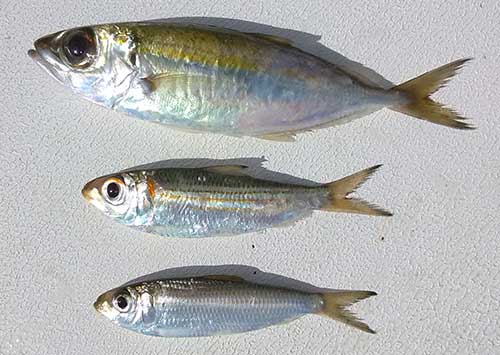 best tuna bait google eyes pilchards and herring