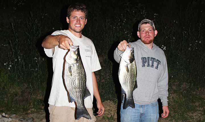 big hybird stripped bass caught on live bait at night