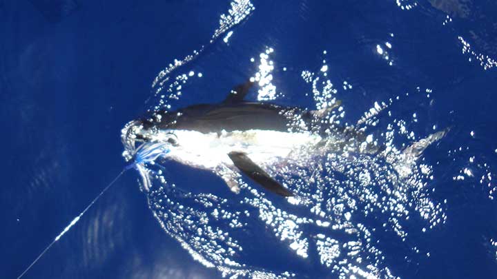 big tuna caught on a blue and white tuna lure