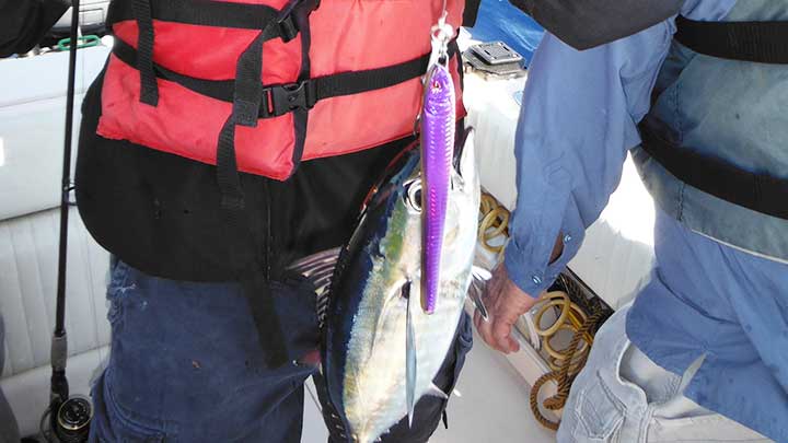 butterfly jig catches a blackfin tuna in florida