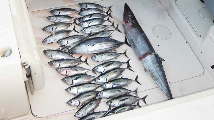 catch of the day tuna and wahoo