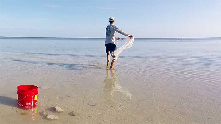 catching bait with a cast net