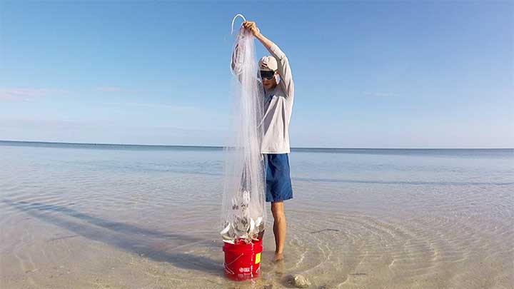 catching mullet with a cast net